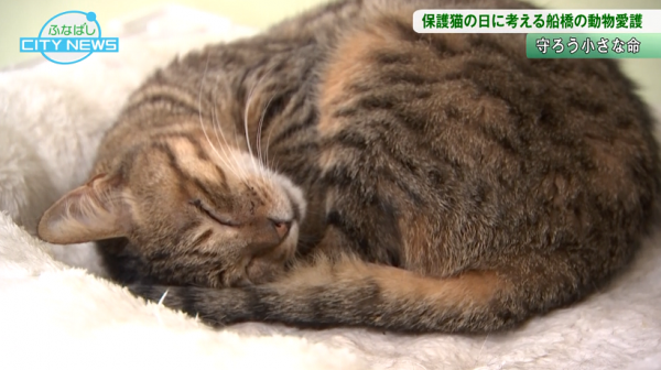  ■26/05/15 ふなばしCITY NEWS*26/05/15 