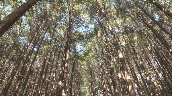  美しい森林から生まれた さがみはら津久井産材 