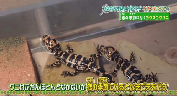  てんのうじどうぶつえんのZOOっとテレビ 