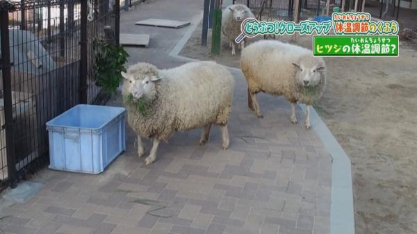 てんのうじどうぶつえんのZOOっとテレビ 