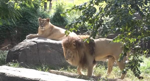  てんのうじどうぶつえんのZOOっとテレビ　▽なつやすみ特別企画「どうぶつクイズ」 