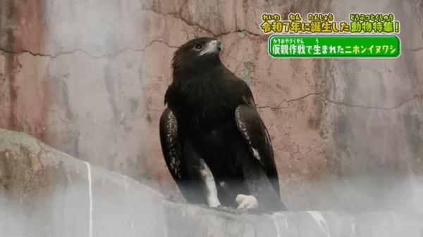  てんのうじどうぶつえんのZOOっとテレビ 