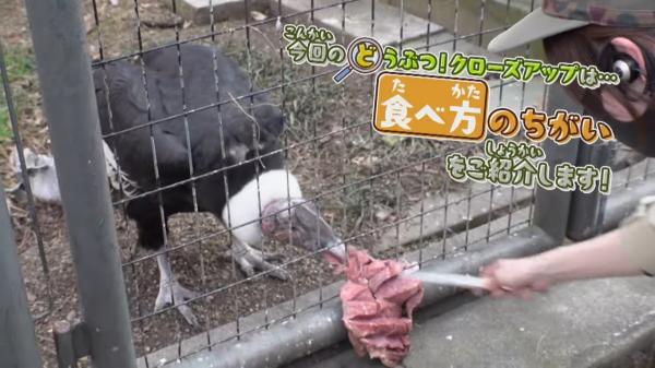  てんのうじどうぶつえんのZOOっとテレビ 