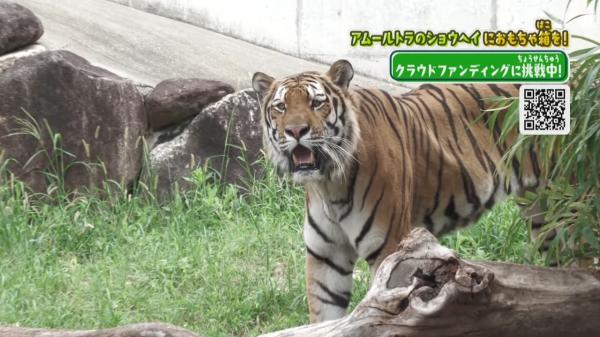 てんのうじどうぶつえんのZOOっとテレビ