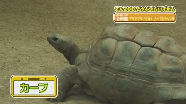 てんのうじどうぶつえんのZOOっとテレビ