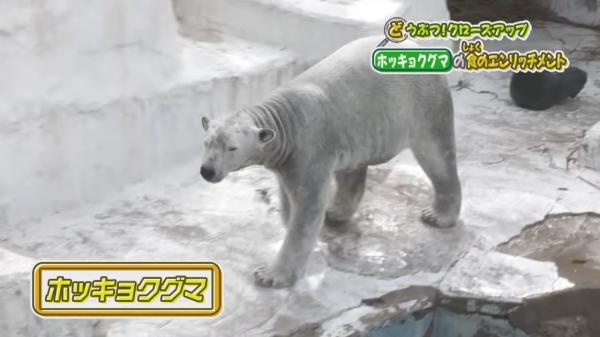  てんのうじどうぶつえんのZOOっとテレビ 