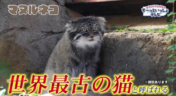  おうじどうぶつえんとずーっといっしょテレビ　▽どんな動物に出会えるかな♪ 