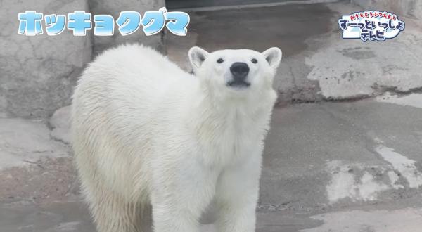  おうじどうぶつえんとずーっといっしょテレビ　▽どんな動物に出会えるかな♪ 