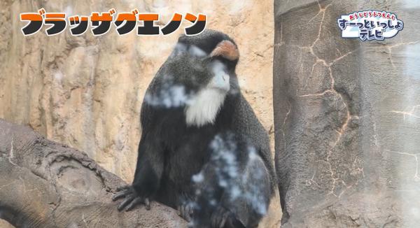  おうじどうぶつえんとずーっといっしょテレビ　▽どんな動物に出会えるかな♪ 