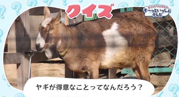  おうじどうぶつえんとずーっといっしょテレビ　▽どんな動物に出会えるかな♪ 