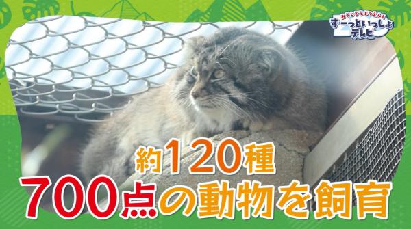  おうじどうぶつえんとずーっといっしょテレビ　▽どんな動物に出会えるかな♪ 