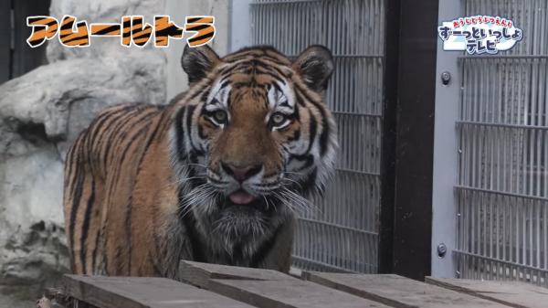  おうじどうぶつえんとずーっといっしょテレビ　▽どんな動物に出会えるかな♪ 