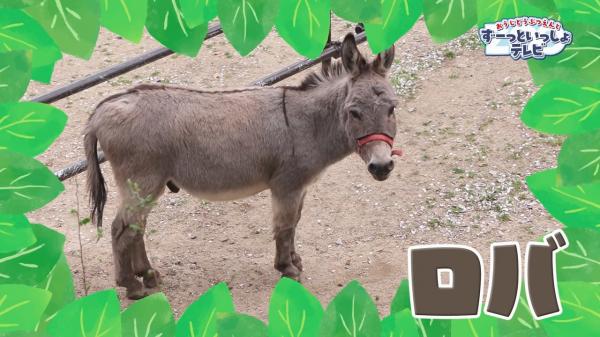  おうじどうぶつえんとずーっといっしょテレビ　▽どんな動物に出会えるかな♪ 