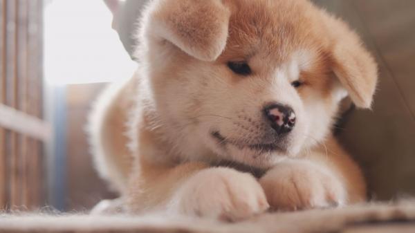  24/11 【#6】じいちゃんの秋田犬 *24/11/01 