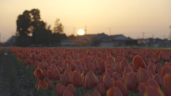  壮観劇場　▽「散居村と赤・白・黄色」　 