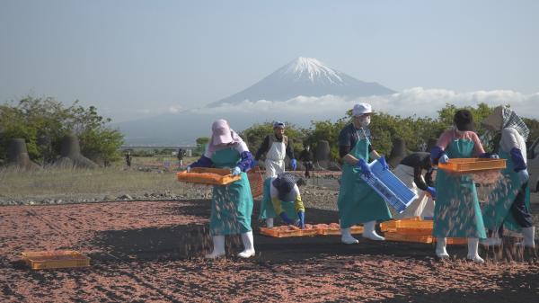  壮観劇場「桜エビと冷凍マグロ」 