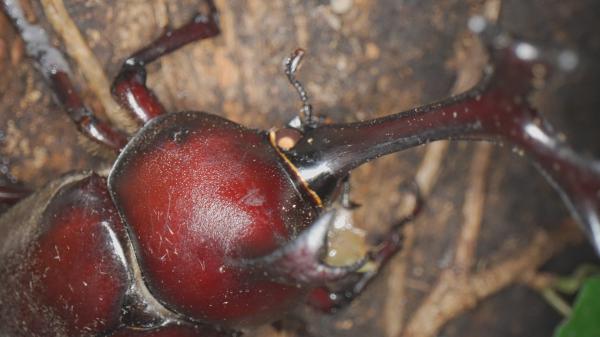  壮観劇場　▽#49　「虫の眼で見る昆虫の世界」 