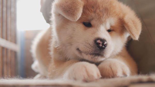  【satonokaセレクト】あきた犬だらけ　#30 
