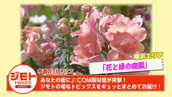  ジモトピ　▽神奈川県内のさまざまな話題をお届け！ 