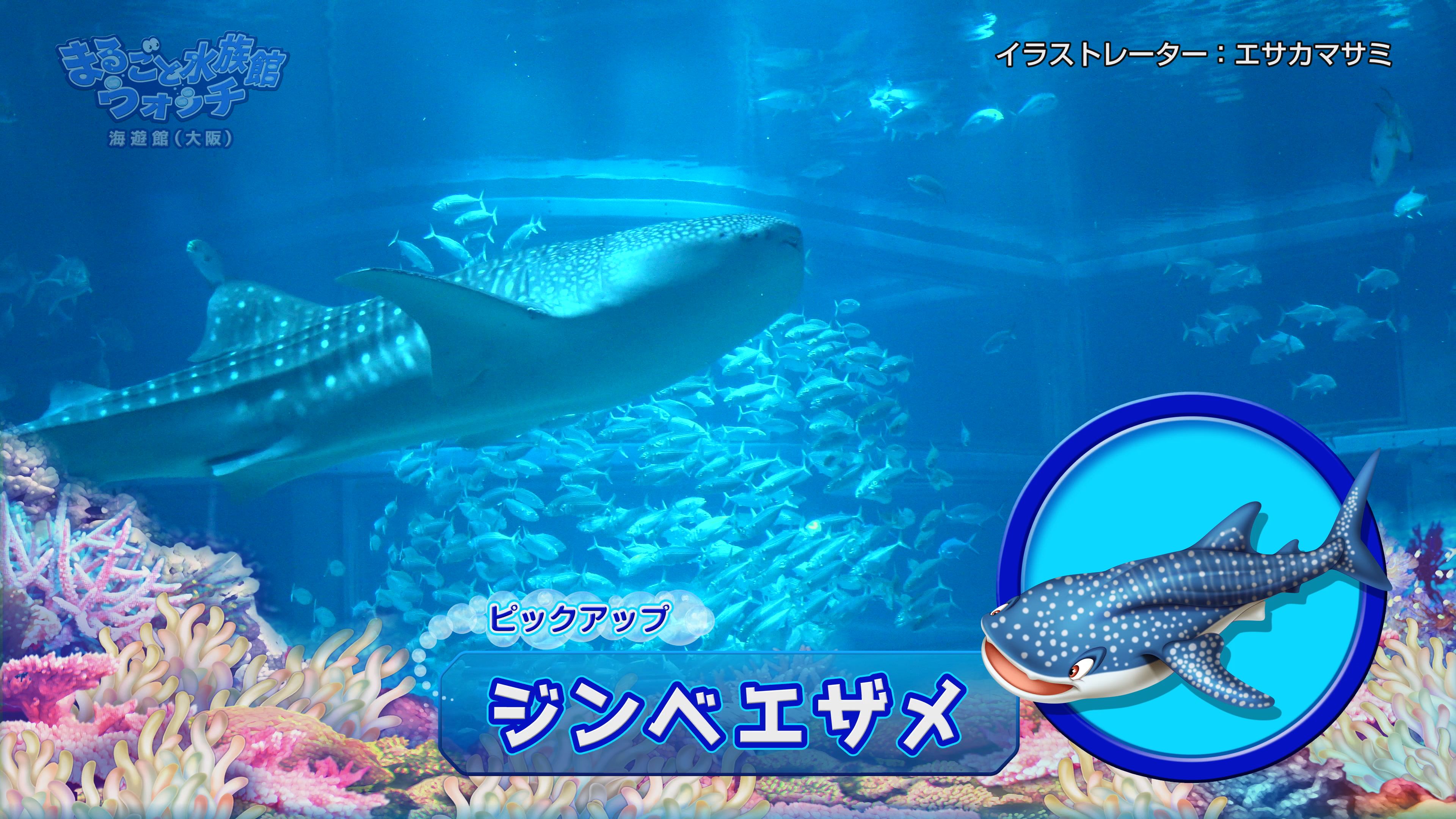 まるごと水族館ウォッチ 海遊館 Jテレ J Comテレビ Myjcom テレビ番組 視聴情報 動画配信が満載