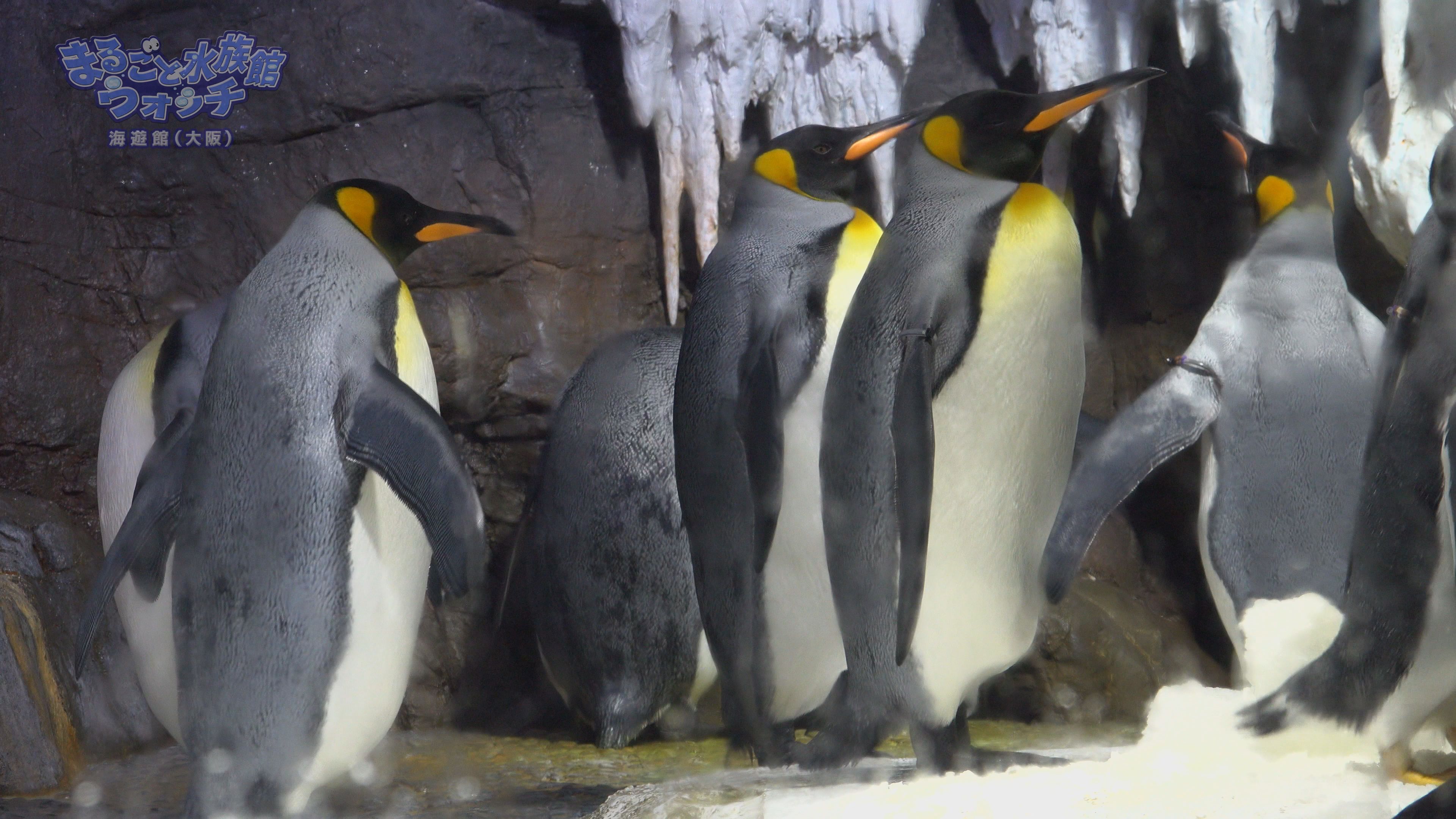 まるごと水族館ウォッチ 海遊館 J テレ Fun J Com