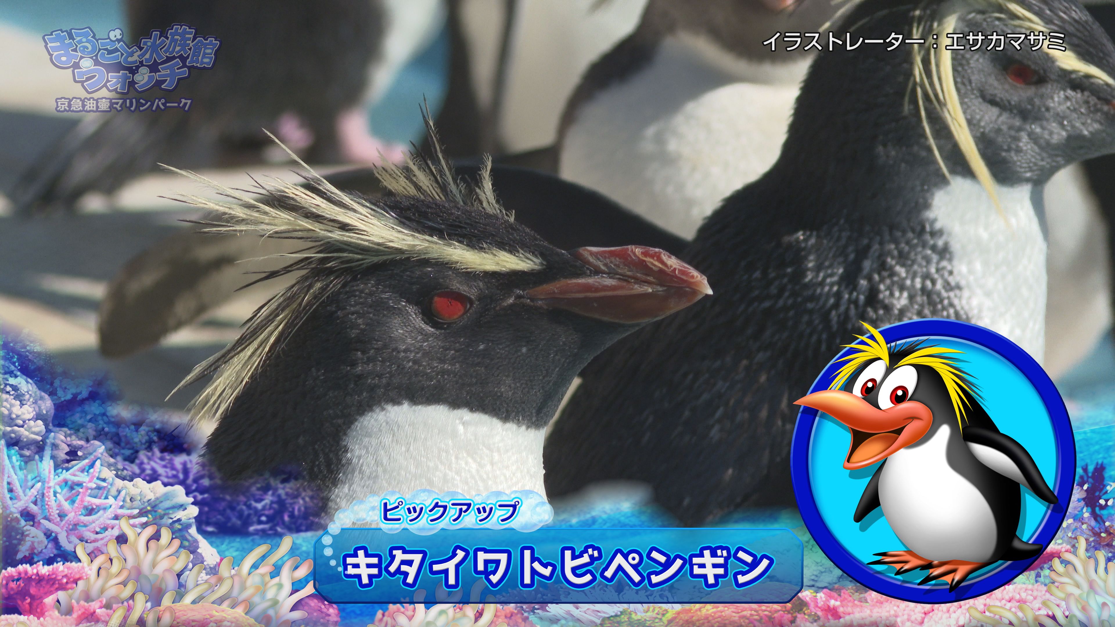 まるごと水族館ウォッチ 京急油壺マリンパーク Jテレ J Comテレビ Myjcom テレビ番組 視聴情報 動画配信が満載