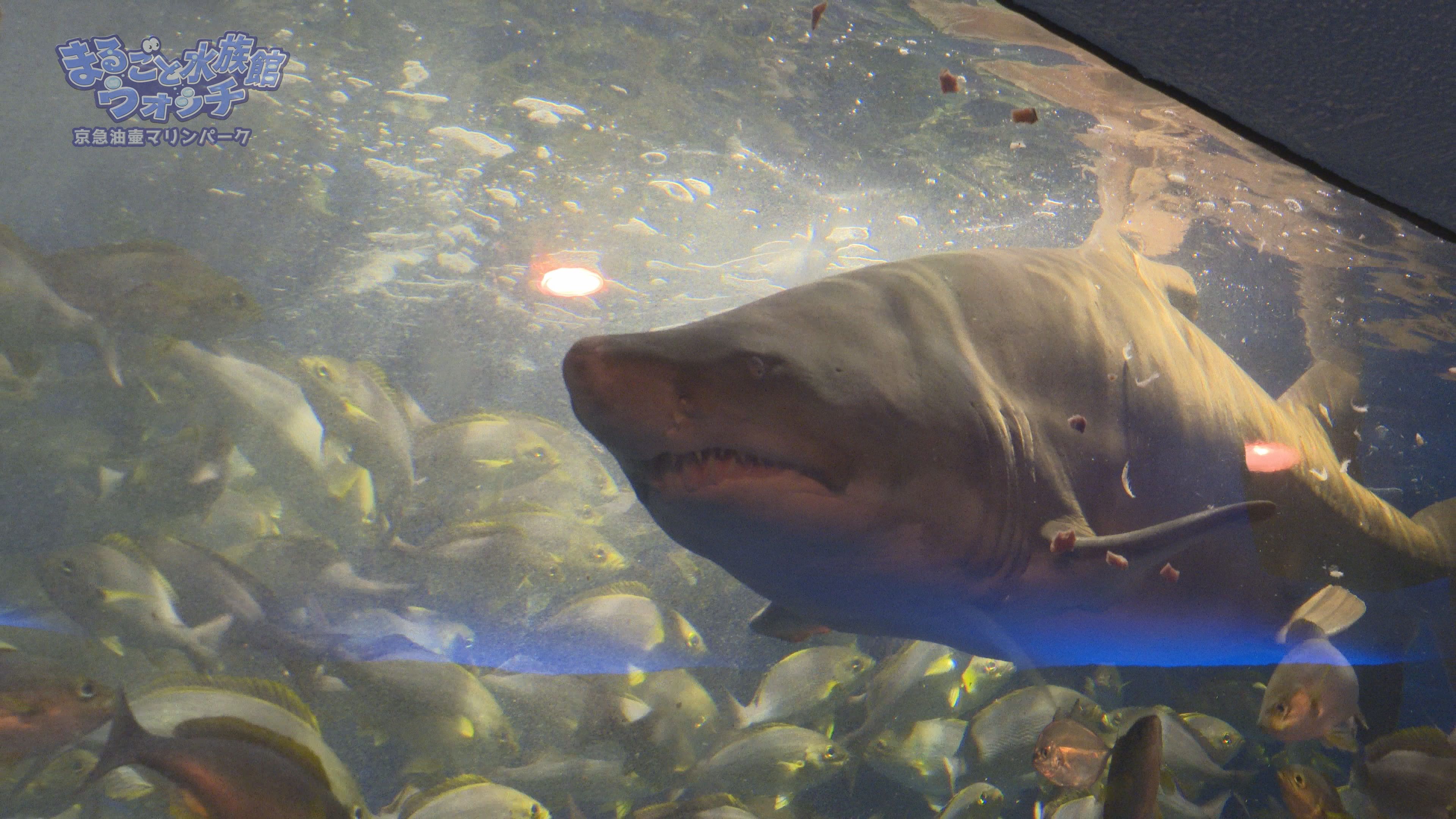 まるごと水族館ウォッチ 京急油壺マリンパーク J テレ Fun J Com