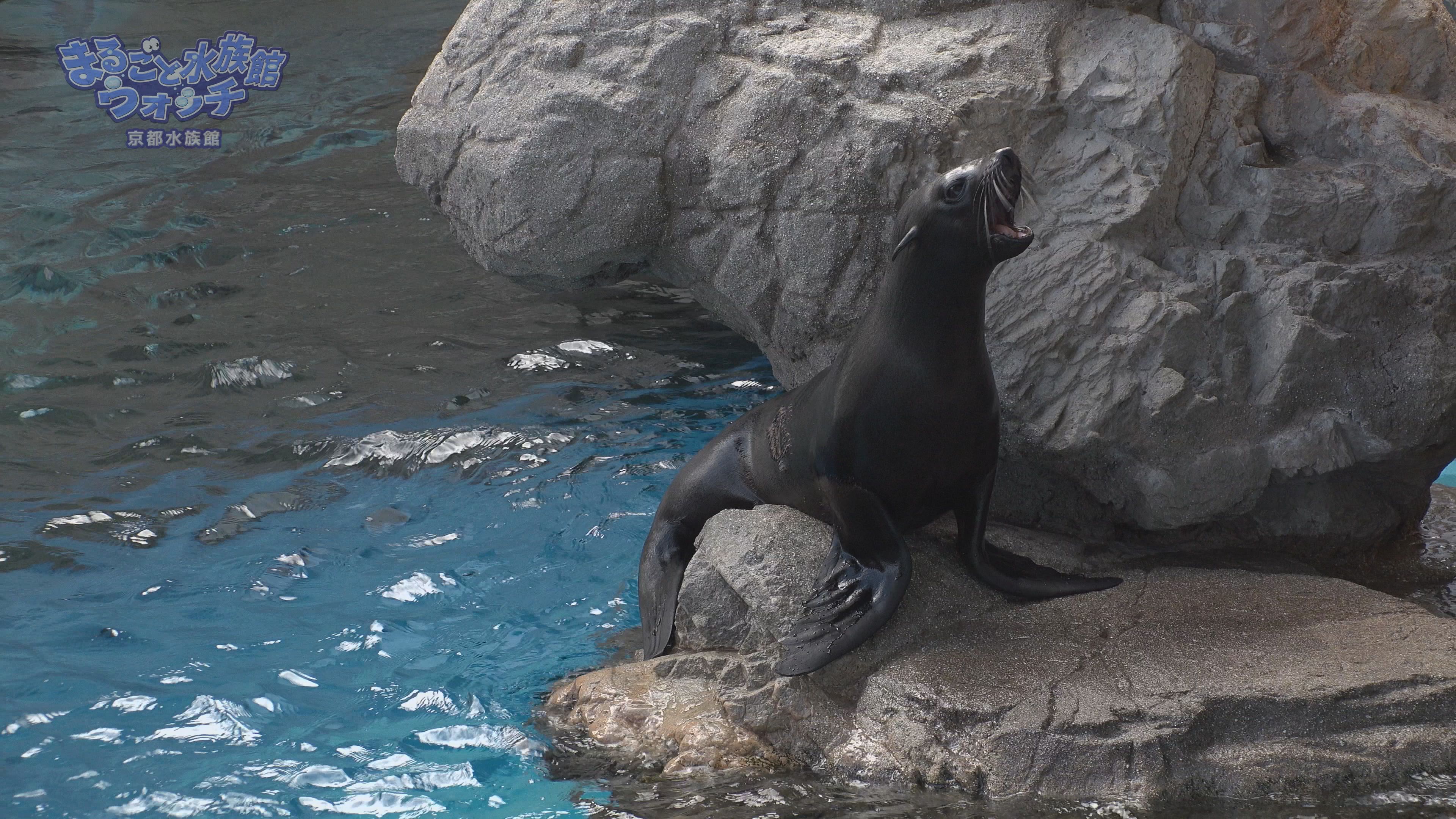 まるごと水族館ウォッチ 京都水族館 Jテレ J Comテレビ Myjcom テレビ番組 視聴情報 動画配信が満載