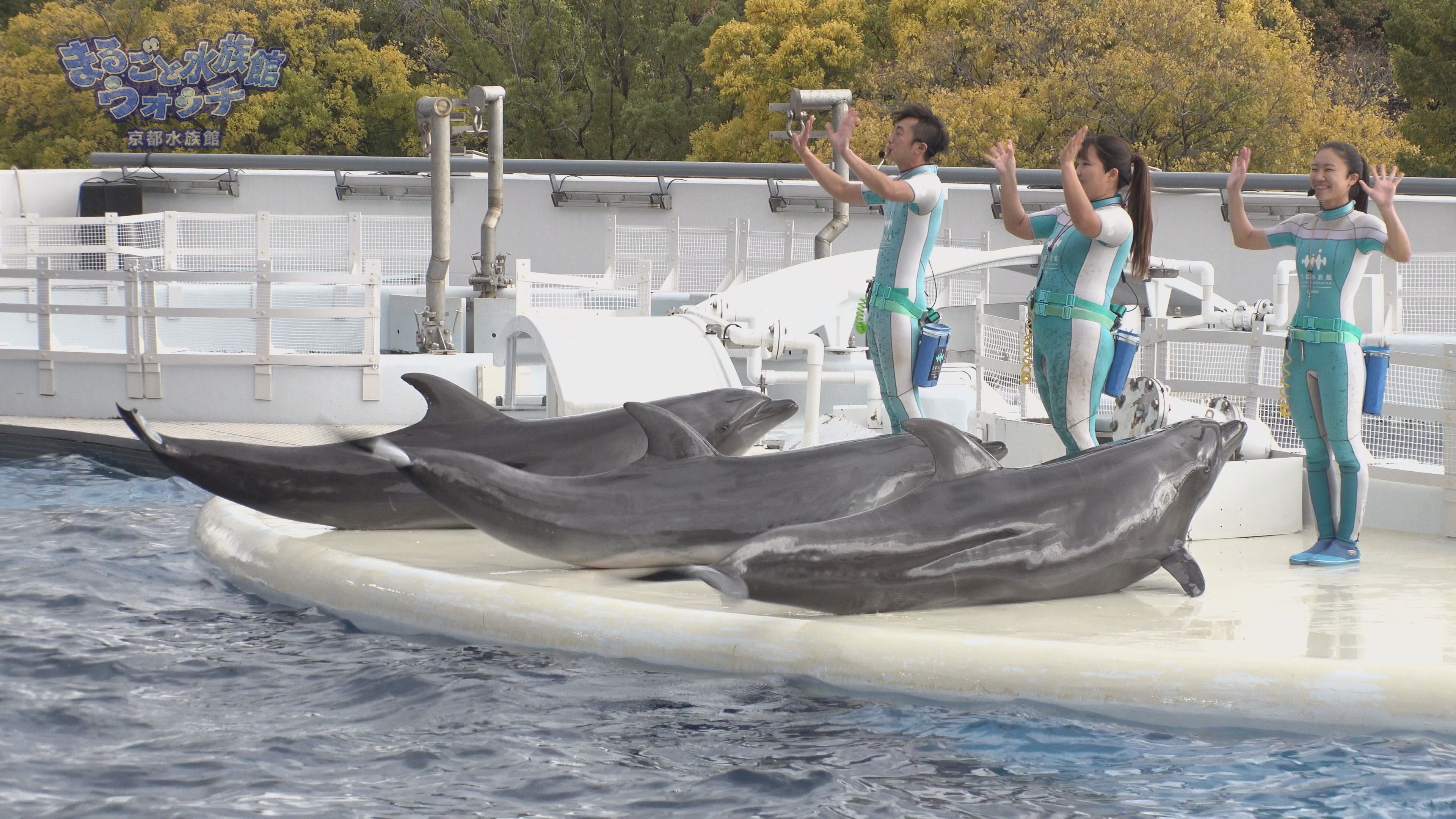 まるごと水族館ウォッチ 京都水族館 Jテレ J Comテレビ Myjcom テレビ番組 視聴情報 動画配信が満載