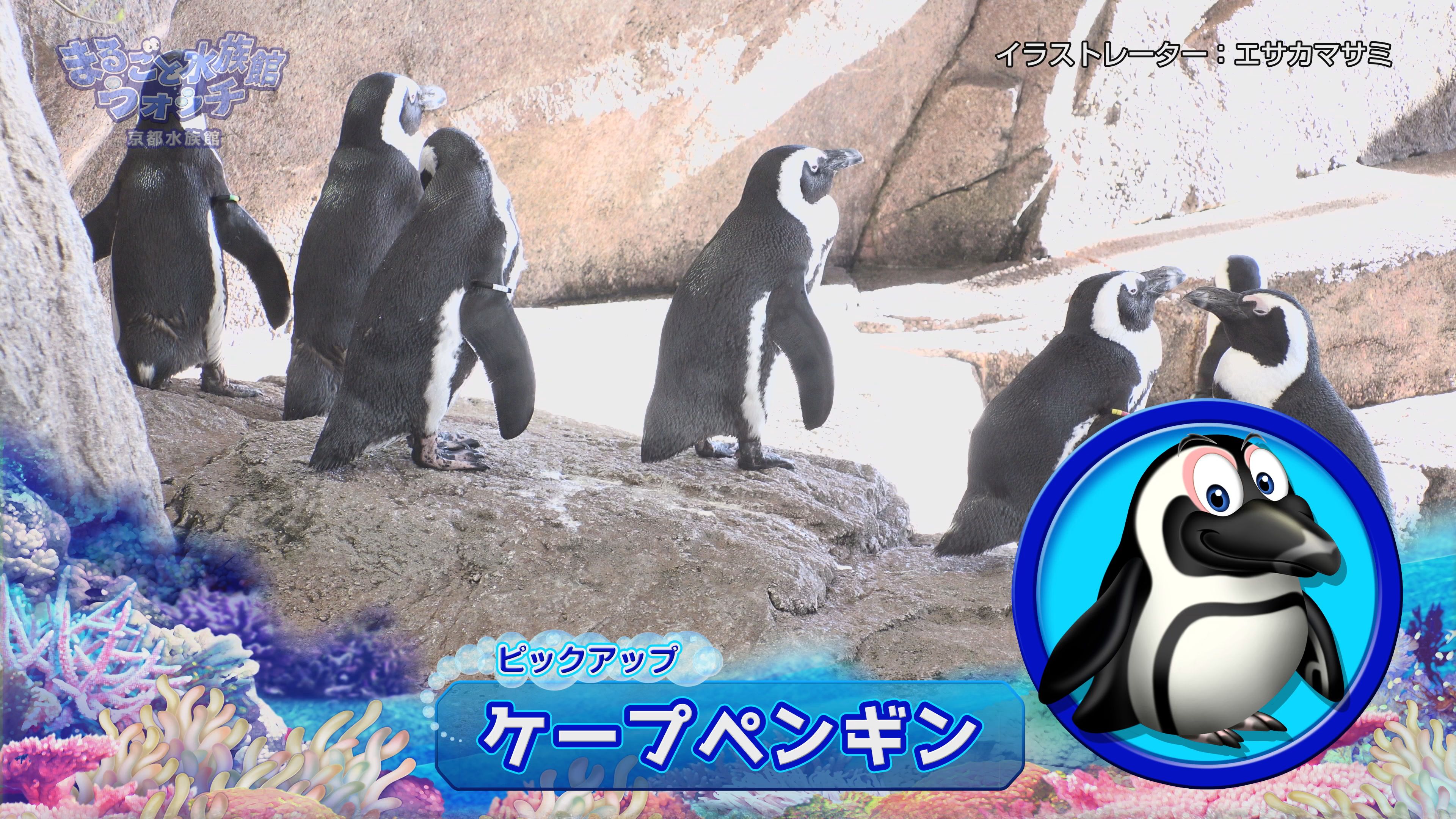 まるごと水族館ウォッチ 京都水族館 Jテレ J Comテレビ Myjcom テレビ番組 視聴情報 動画配信が満載