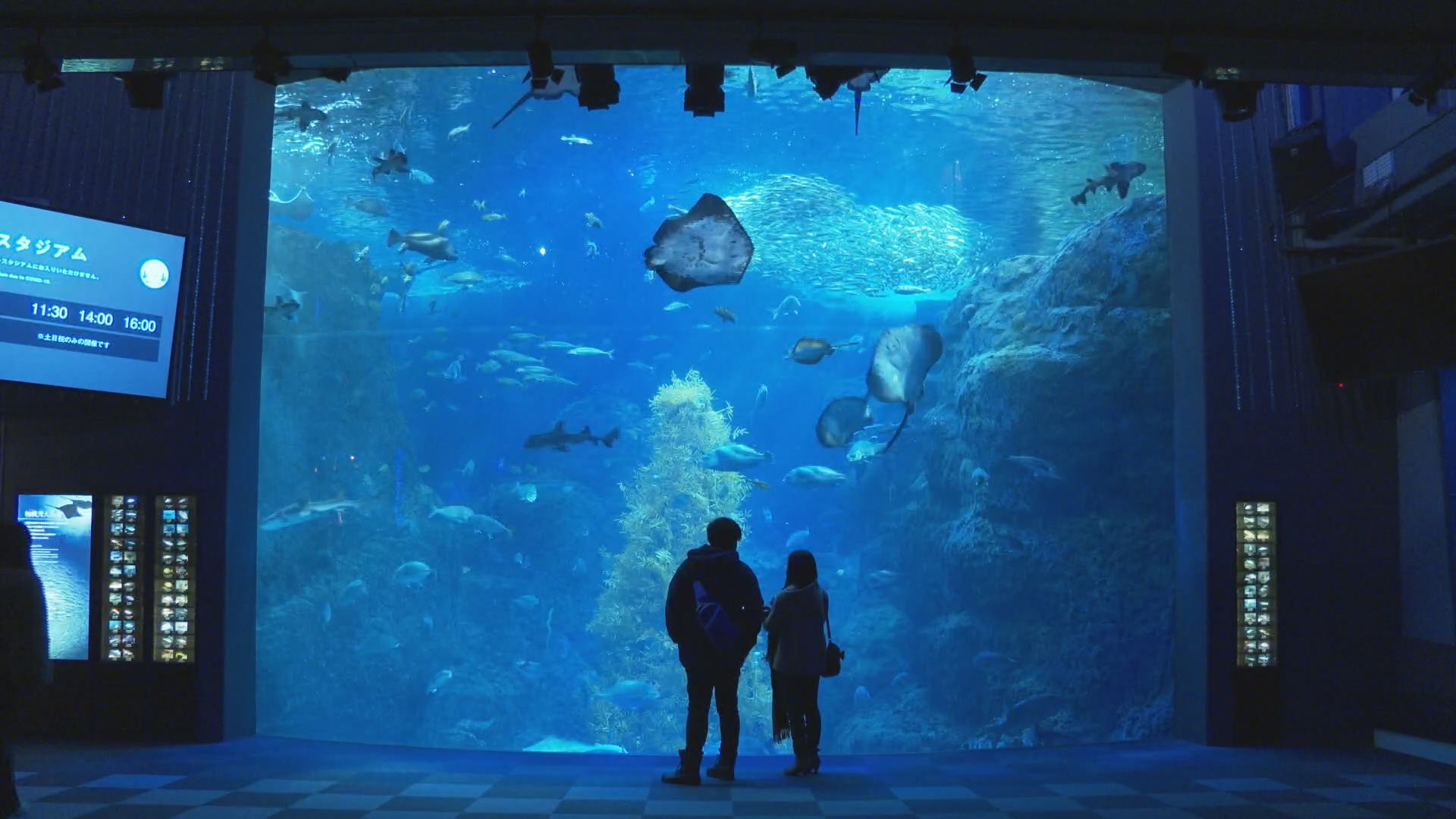 まるごと水族館ウォッチ 新江ノ島水族館 J テレ Fun J Com