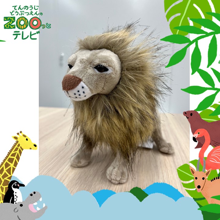 てんのうじどうぶつえんのZOOっとテレビ-2025年11月視聴者プレゼント！ クイズでプレゼント！【天王寺動物園オリジナル】ぬいぐるみ 天王寺動物園コレクション ライオン（3名様）